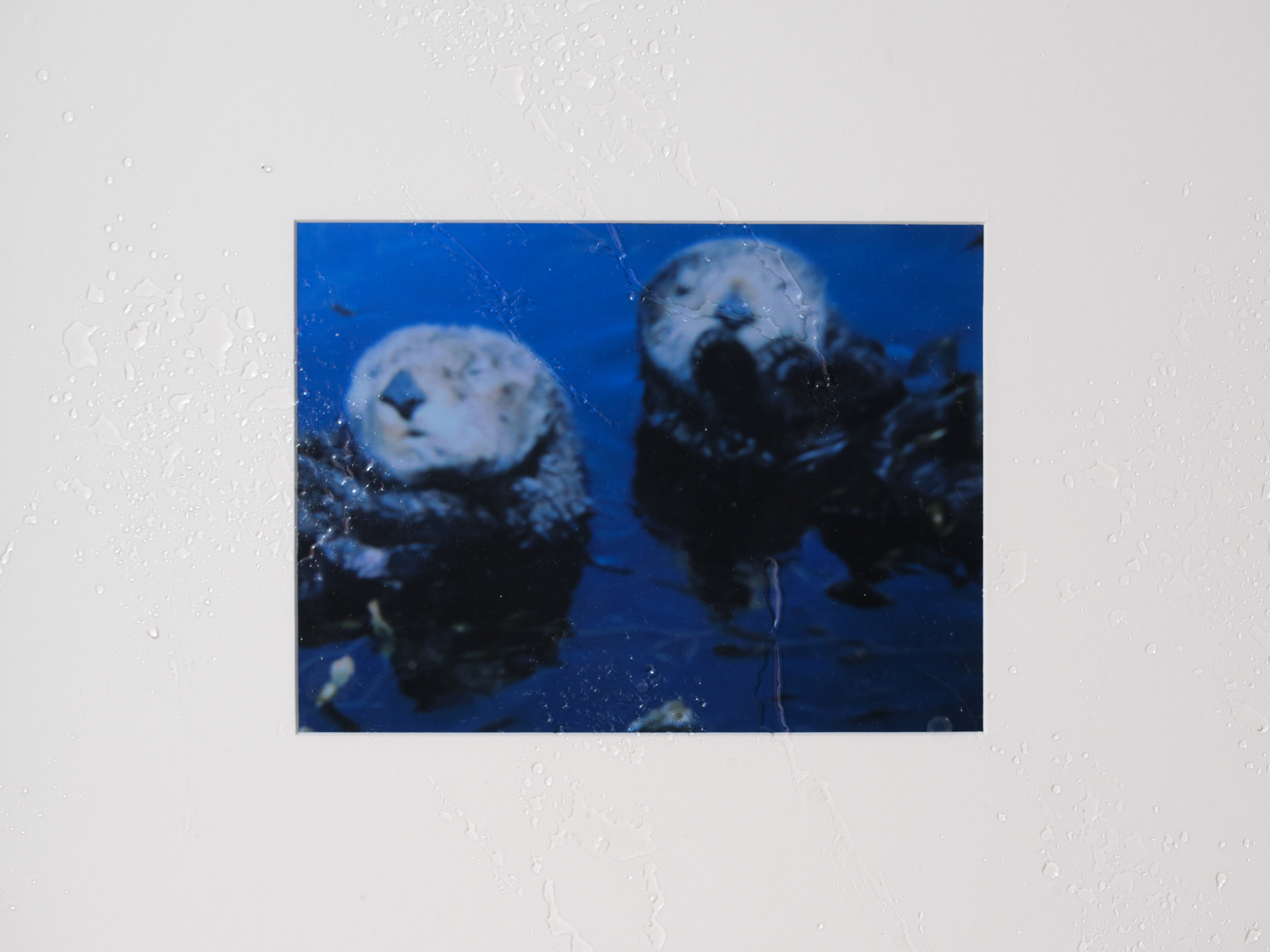 [WetGreen, Mammals]